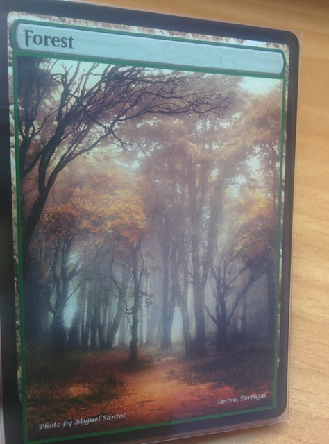 Forest 05